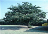 Alnus cordata