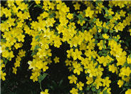 Kerria japonica