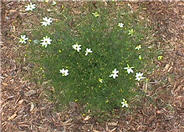 Coreopsis verticillata 'Moonbeam'