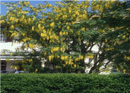 Laburnum X watereri 'Vossii'