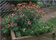 Echinacea purpurea