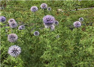 Echinops ritro