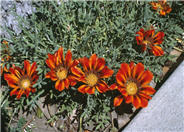 Gazania 'Copper King'