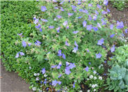 Geranium 'Johnson's Blue'