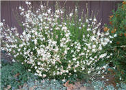 Gaura lindheimeri