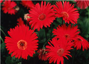 Gerbera jamesonii