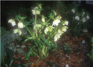 Helleborus niger