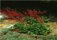 Heuchera sanguinea