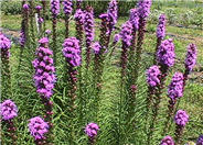 Liatris spicata