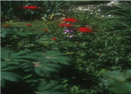 Lychnis chalcedonica