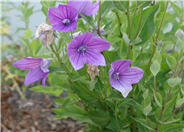 Platycodon grandiflorus