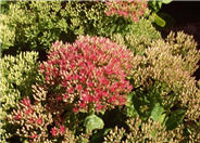 Sedum spectabile 'Brilliant'