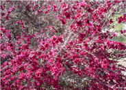 Leptospermum scoparium 'Ruby Glow'