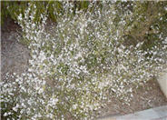 Leptospermum scoparium 'Snow White'