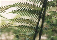 Cyathea cooperi