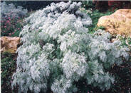 Artemisia schmidtiana 'Silver Mound'