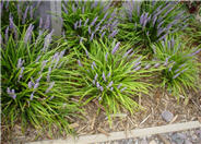 Liriope muscari