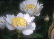 Paeonia suffruticosa