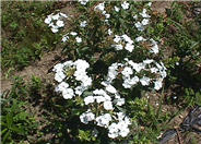 Phlox carolina 'Miss Lingard'