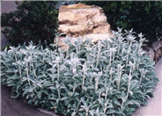 Stachys byzantina 'Silver Carpet'