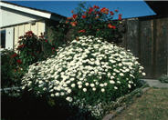 Chrysanthemum frutescens 'White Lady'