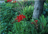 Crocosmia 'Lucifer'