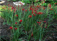 Alstroemeria psittacina