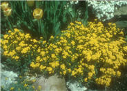 Aurinia saxatilis 'Basket of Gold'