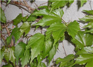 Parthenocissus tricuspidata