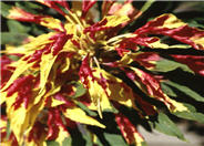 Amaranthus tricolor