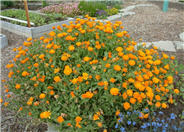 Calendula officinalis