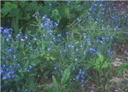 Cynoglossum amabile