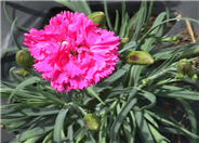 Dianthus caryophyllus