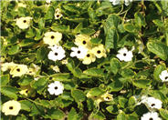 Thunbergia alata