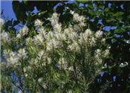 Melaleuca linariifolia