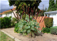 Melianthus major