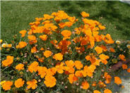 Eschscholzia californica