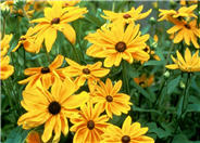 Rudbeckia hirta