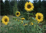 Helianthus annuus