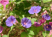 Ipomoea purpurea