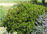 Myrtus communis