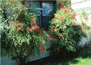 Nandina domestica