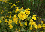 Mimulus guttatus