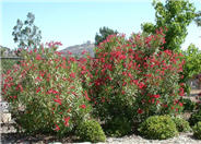 Nerium oleander