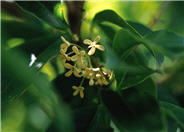 Osmanthus fragrans