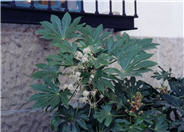 Fatsia japonica