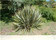 Phormium tenax