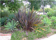 Phormium tenax 'Atropurpureum'