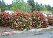 Photinia X fraseri