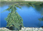 Picea abies 'Pendula'